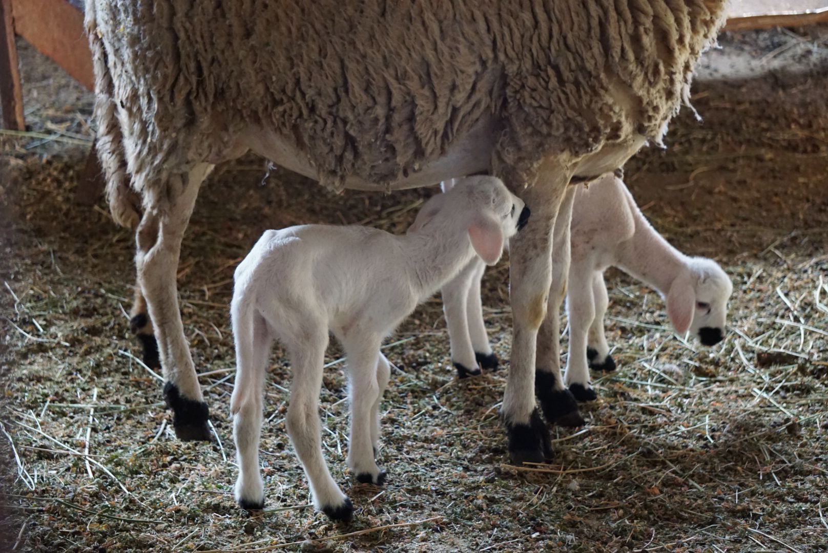Newborn lambs sheltering beside their mother