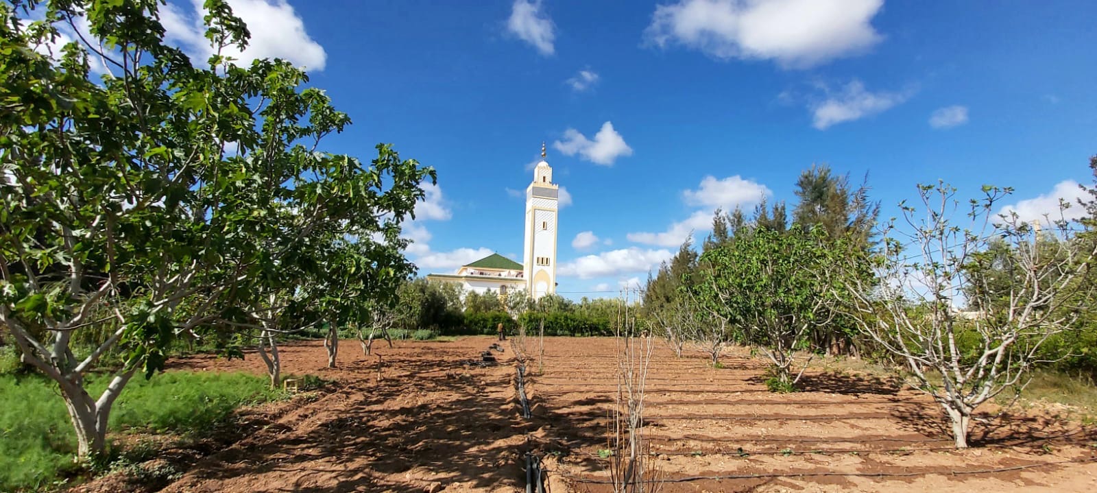 Akal Farm fields and the nearby mosque beneath a bright Essaouira sky