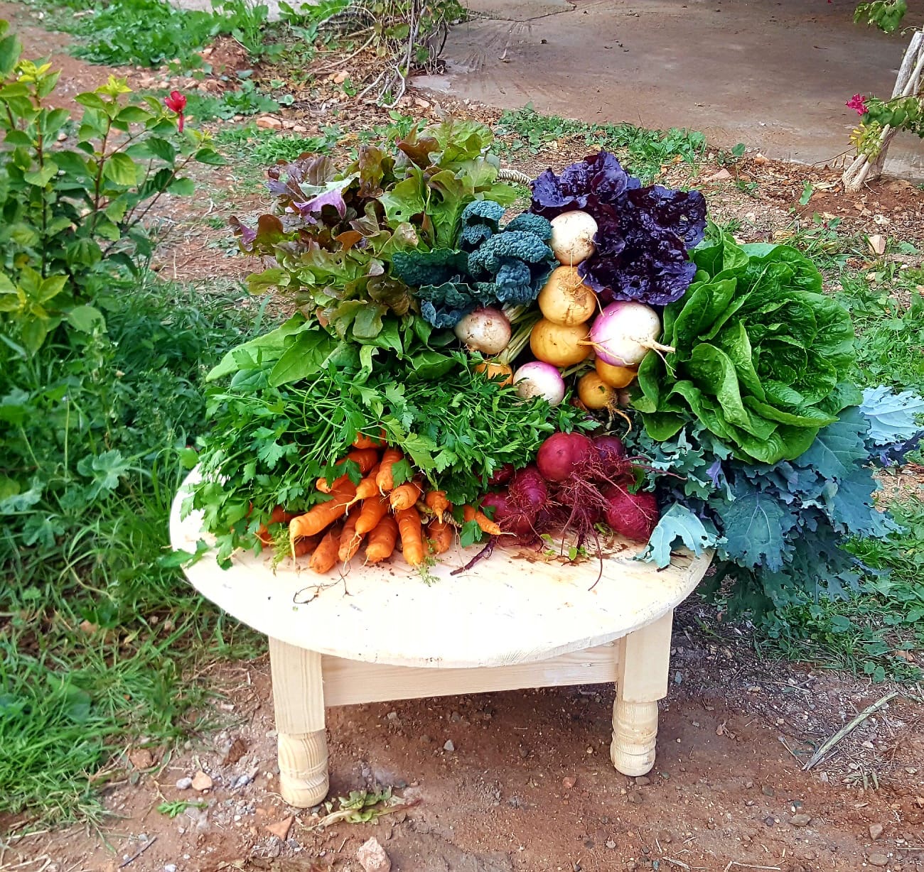A colourful morning harvest of organic vegetables from Akal Farm