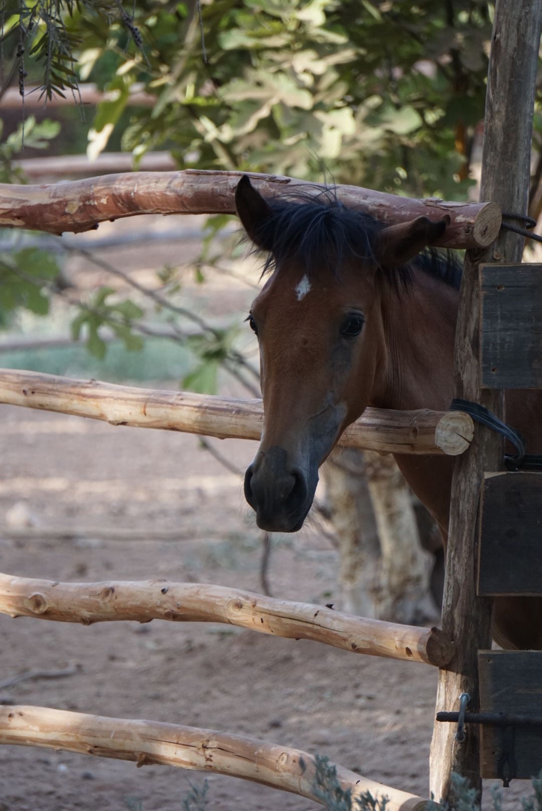 A grey horse at Akal Farm